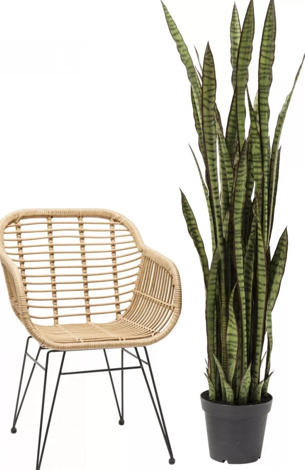 Tekokasvit>KARE Design Sansewieria Tekokasvi 155cm